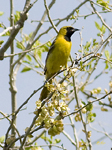 Orchard Oriole 5210